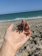 Eucidaris tribuloides