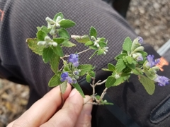 Salvia ballotiflora
