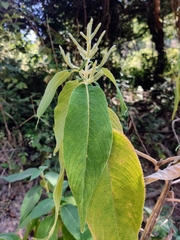 Colebrookea oppositifolia