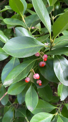 Euonymus japonicus
