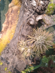 Tillandsia ionantha