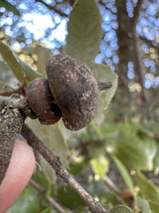 Heteroecus sanctaeclarae