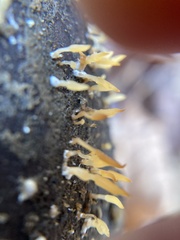 Calocera cornea
