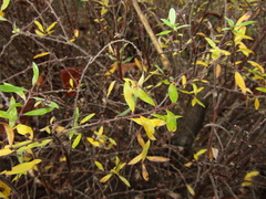 Spiraea cinerea