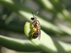 Lasioglossum loetum
