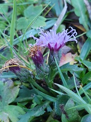 Carthamus mitissimus