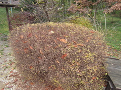 Spiraea cinerea