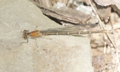 Argia moesta