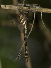Cordulegaster obliqua