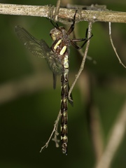 Cordulegaster obliqua