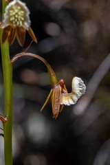 Eulophia bolusii