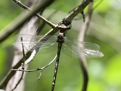 Cordulegaster obliqua