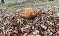 Phlebopus marginatus