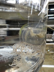 Polyorchis penicillatus