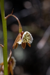 Eulophia bolusii