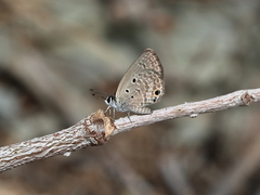 Luthrodes galba galba