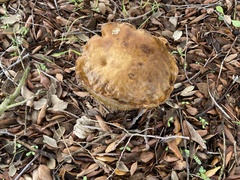 Phlebopus marginatus