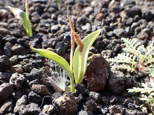 Ophioglossum polyphyllum image