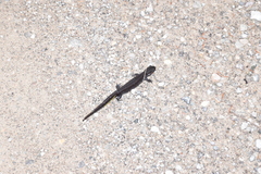 Ambystoma 'unisexual complex'