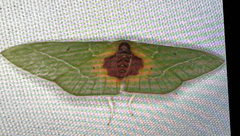 Nemoria astraea