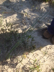 Trachyandra revoluta