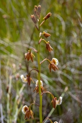 Eulophia bolusii