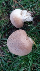 Lycoperdon pratense