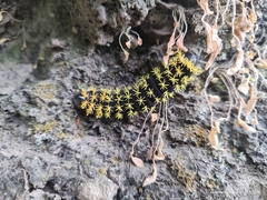 Leucanella viridescens