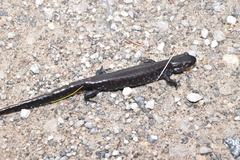 Ambystoma 'unisexual complex'