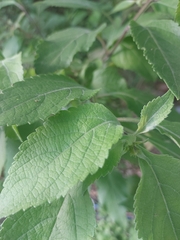 Callicarpa americana