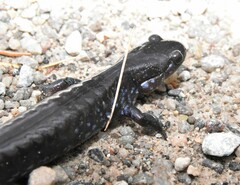 Ambystoma 'unisexual complex'