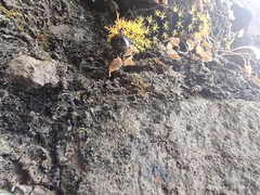 Leucanella viridescens
