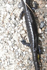 Ambystoma 'unisexual complex'