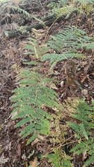 Pteridium aquilinum