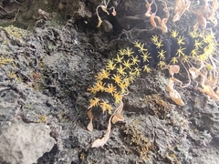Leucanella viridescens