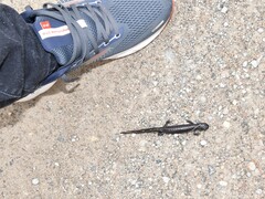 Ambystoma 'unisexual complex'