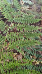 Pteridium aquilinum