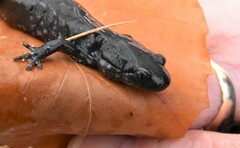 Ambystoma 'unisexual complex'