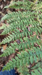 Pteridium aquilinum