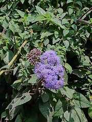 Ageratum houstonianum
