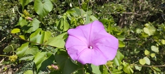 Ipomoea crinicalyx