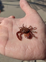 Majoidea