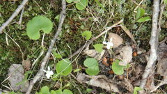 Viola renifolia