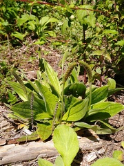 Plantago australis