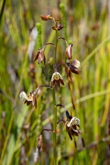 Eulophia bolusii