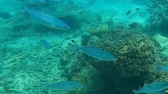 Pterocaesio digramma