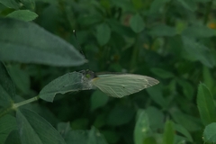 Leptophobia