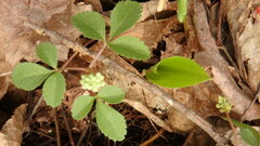 Panax trifolius