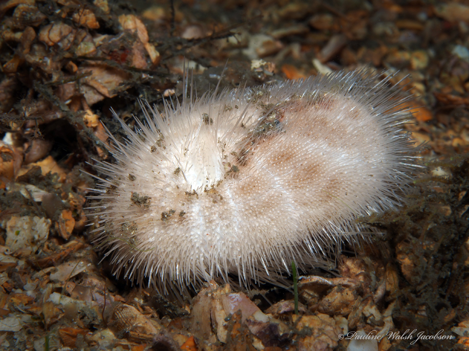 Groove Burrowing Urchin