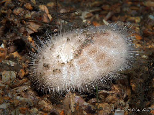 Brissus unicolor (Leske, 1778)